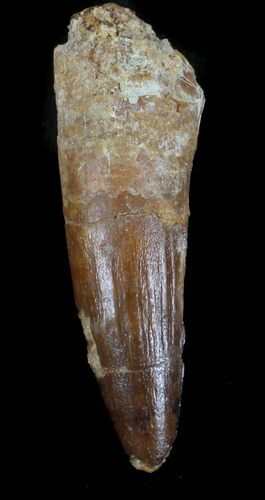 Bargain Spinosaurus Tooth - Real Dinosaur Tooth #36392